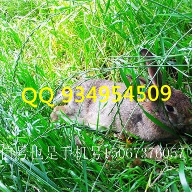 平顶山石龙养殖肉兔种兔销售培训技术