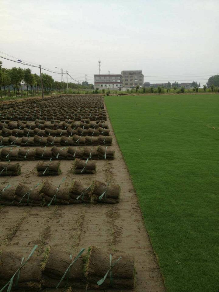 机器铲百慕大草坪，马尼拉草坪，天堂草坪等草坪卷，草坪块