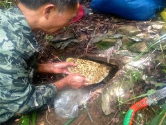 厂家直销 蜂蜜 野生蜂蜜 野生蜂蜜自家 土蜂蜜供应