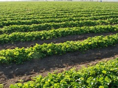 矮丰草莓苗_草莓种苗_草莓生产苗_穴盘草莓苗_裸根草莓苗_草莓苗批发_草莓苗价格_草莓苗价钱