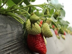 鲁旺草莓苗_草莓种苗_草莓生产苗_穴盘草莓苗_裸根草莓苗_草莓苗批发_草莓苗价格_草莓苗价钱