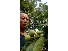 1年苗8518核桃树苗批发-永丰种植-1年苗8518核桃