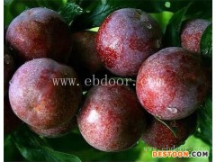 冰糖李子苗多少钱一棵-果源农业(在线咨询)-冰糖李子苗