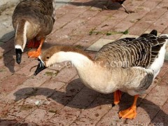 成年大雁采购多少钱一斤