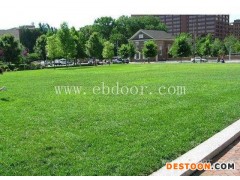 二月蓝绿化种子出售-美国石竹种子哪里有卖-丽江美国石竹种子