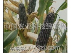 超甜黑色玉米种子