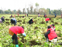 为湖北加油　绵竹晋中市125吨爱心蔬菜驰援抗疫前线