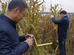 鹤壁市植保站在商州展开病虫害越冬基数调查