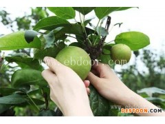 北京梨子-绿之堂-梨子的功效与作用