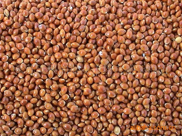 长期供应糜子、荞麦、燕麦、大麦、谷子等各种杂粮