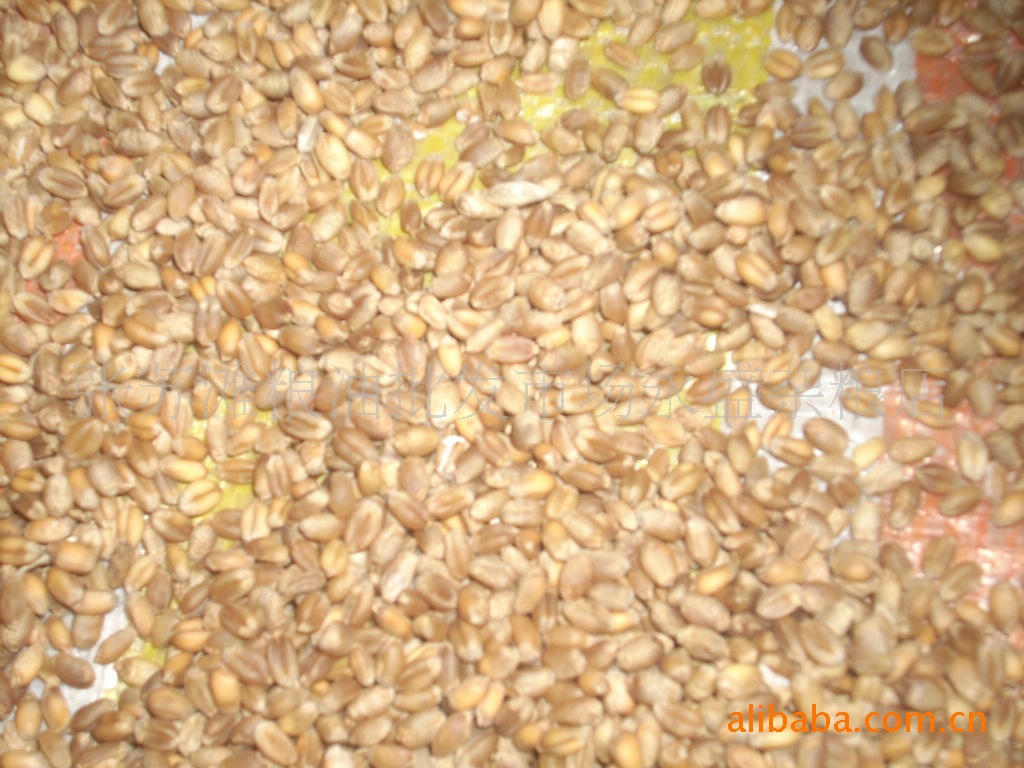 长期供应青稞、大麦、燕麦、荞麦、玉米等各种杂粮