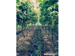 根明葡萄苗销售全国-甬优一号葡萄苗种植基地