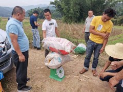 勐满镇召开“基玉1号”玉米种植效果展现观摩会