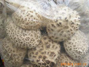 供应批发 干花菇 肉厚 食用菌