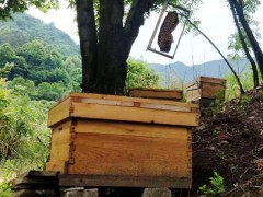 霍山土蜂蜜