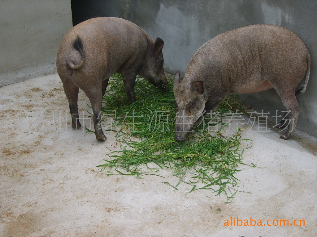 野猪种猪，野猪养猪，特种野猪养殖，野猪肉，育肥猪