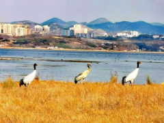 展开禽流感专项监测  维护栖息候鸟安康——晋中市疫控中心到威宁县草海采样中止禽流感监测