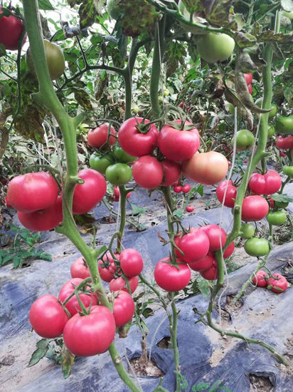 天水西红柿苗基地 哪里育小番茄西红柿苗