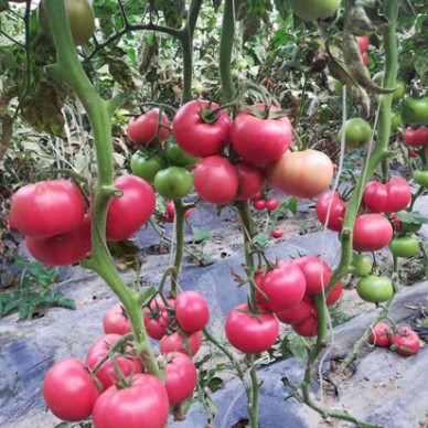 天水西红柿苗基地 哪里育小番茄西红柿苗