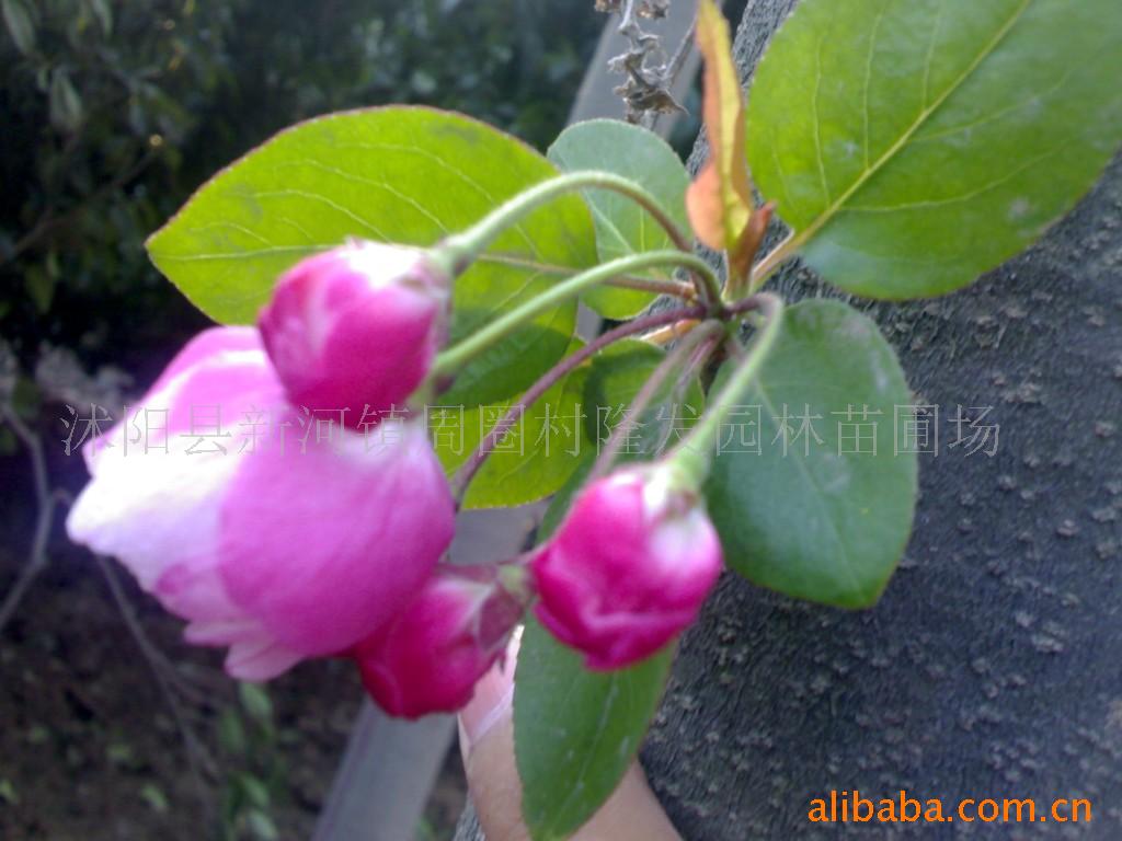 供应海棠花垂丝海棠苗西府海棠木瓜苗海棠苗等花卉苗木(图)