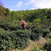 石台县大演乡牯牛降横山硒茶厂