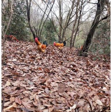 [供]长期销售散养土鸡，无添加剂，全粮食喂养