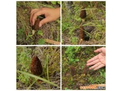 香格里拉丛茸菌业(图)-怎样选购羊肚菌-羊肚菌