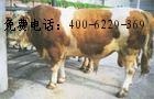改良肉牛 肉牛品种 肉牛价格分析 免费提供全面的肉牛养殖技术