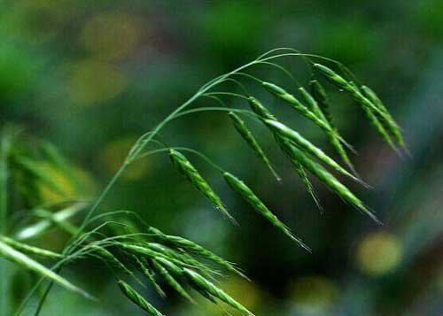 燕麦草种植栽培技术