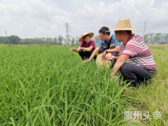 市技术人员下乡查看指导当前水稻等农作物生长情况