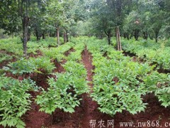 魔芋种植栽培管理技术及采收办法