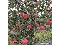 苹果树苗 蛇果苹果树苗价格 蛇果苹果树苗基地 蛇果苹果树苗种植方法