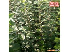 蛇果苹果苗 蛇果苹果苗价格 优质蛇果苹果苗 欢迎选购