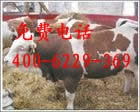 养殖改良肉牛 肉牛的效益分析 肉牛品种 小牛犊（6000头待售）