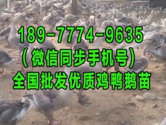 德州鸭苗价格行情 无棣绿壳鸡蛋鸡苗 河南今天817肉鸡价格