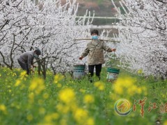 花间劳作不误农时-襄阳晋中市农业农村局