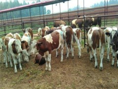 江西大型黄牛繁育基地