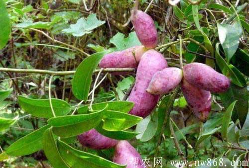 野香蕉功效及作用|野香蕉种植与收获（帮农网www.nw868.com）