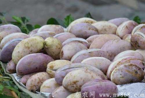 野香蕉功效及作用|野香蕉种植与收获（帮农网www.nw868.com）