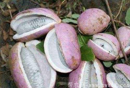 野香蕉功效及作用|野香蕉种植与收获（帮农网www.nw868.com）