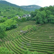 石台县仙寓镇奇峰香坑茶厂