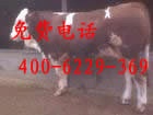 肉牛犊（专家推荐）养殖改良肉牛 肉牛的效益分析