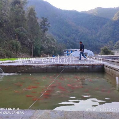 淡水小石斑鱼价格-淡水石斑鱼-鼎鸿特种鱼养殖基地(查看)