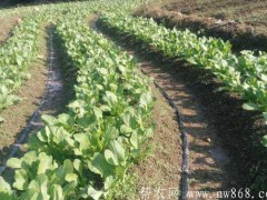 芥菜种植技术​及病虫害防治措施