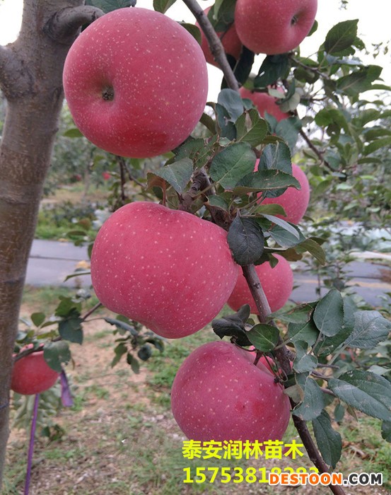 苹果苗_蛇果苹果苗_伏锦苹果苗_奥查金苹果苗_北红苹果苗_规格齐全_欢迎选购