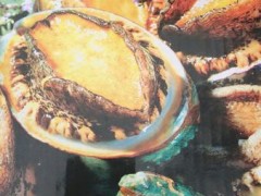 供应华威盛世1＊15kg鲍鱼