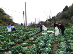 和风暖和春分开    莲花白地获歉收