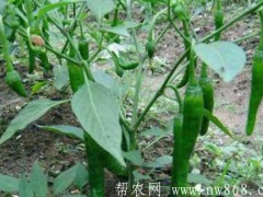 辣椒栽培办法：辣椒养分袋假植育苗法