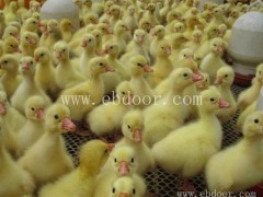 伊春火鸭苗多少钱一只-西彦孵化厂(推荐商家)