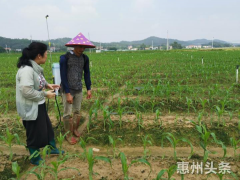 草地贪夜蛾很贪吃，农户很头疼！惠州全力防治